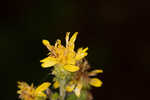 Downy ragged goldenrod